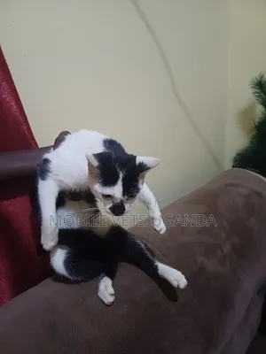 3-6 months Male Purebred Cornish Rex