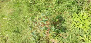 6 Acres For Sale In Njeru On Kayunga Road
