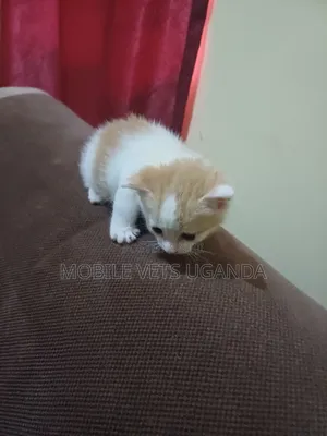 1-3 months Female Purebred Burmilla
