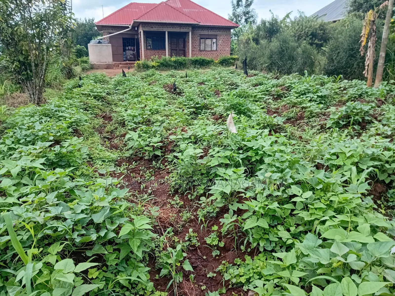 A Plot 37*80ft for Sale