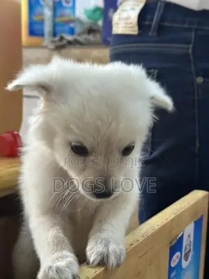 1-3 months Male Purebred Japanese Spitz