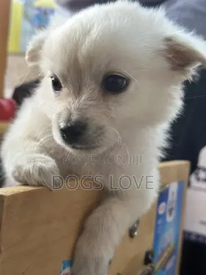 1-3 months Male Purebred Japanese Spitz