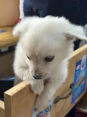 1-3 months Male Purebred Japanese Spitz
