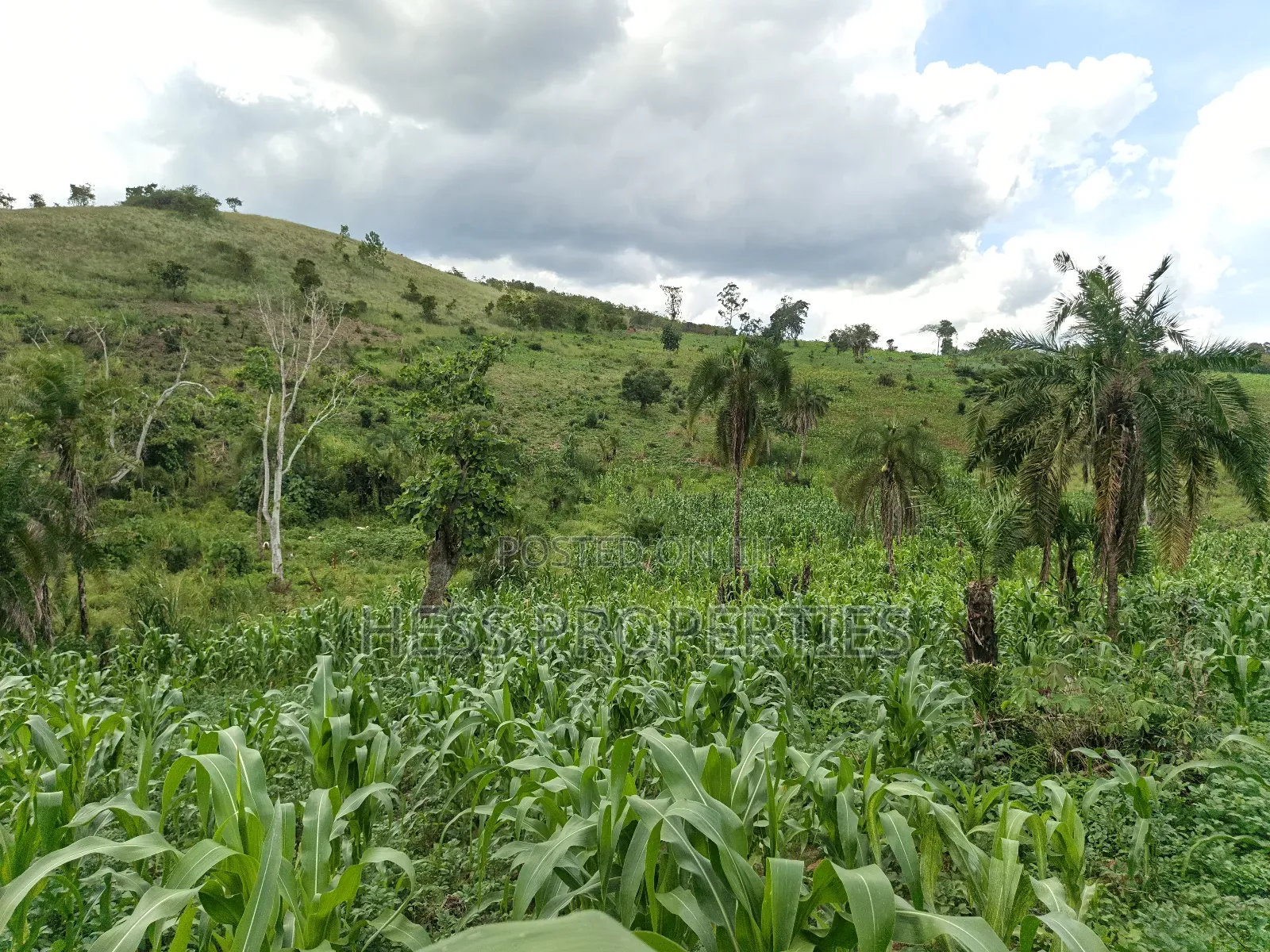Grazing Land on Sale