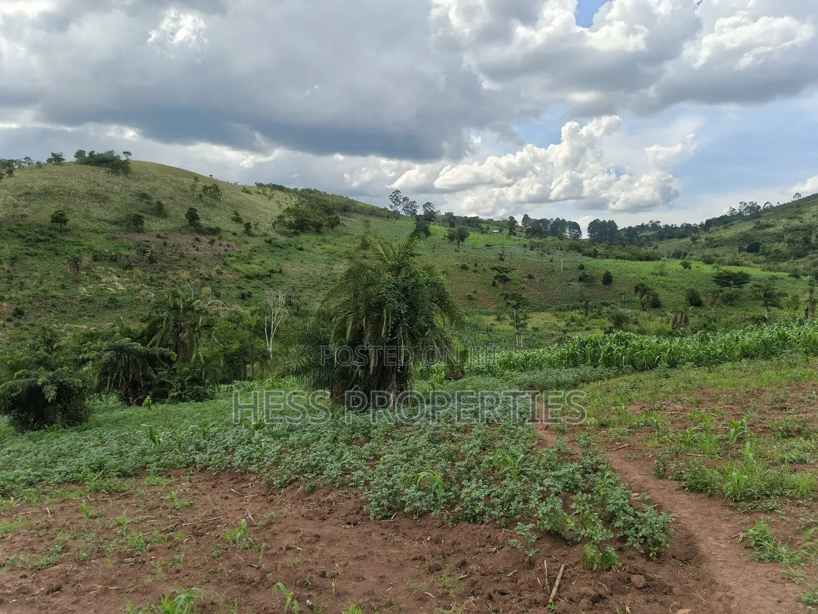 Grazing Land on Sale