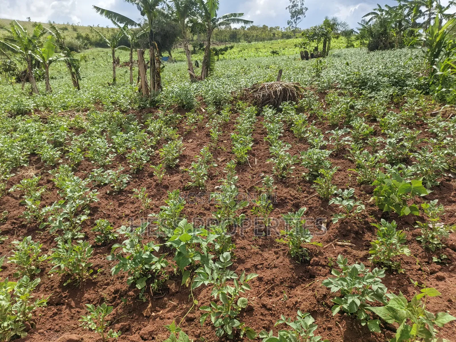 Grazing Land on Sale