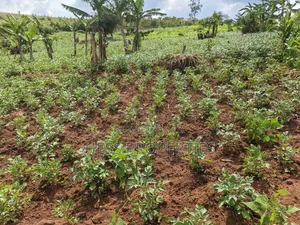 Grazing Land on Sale
