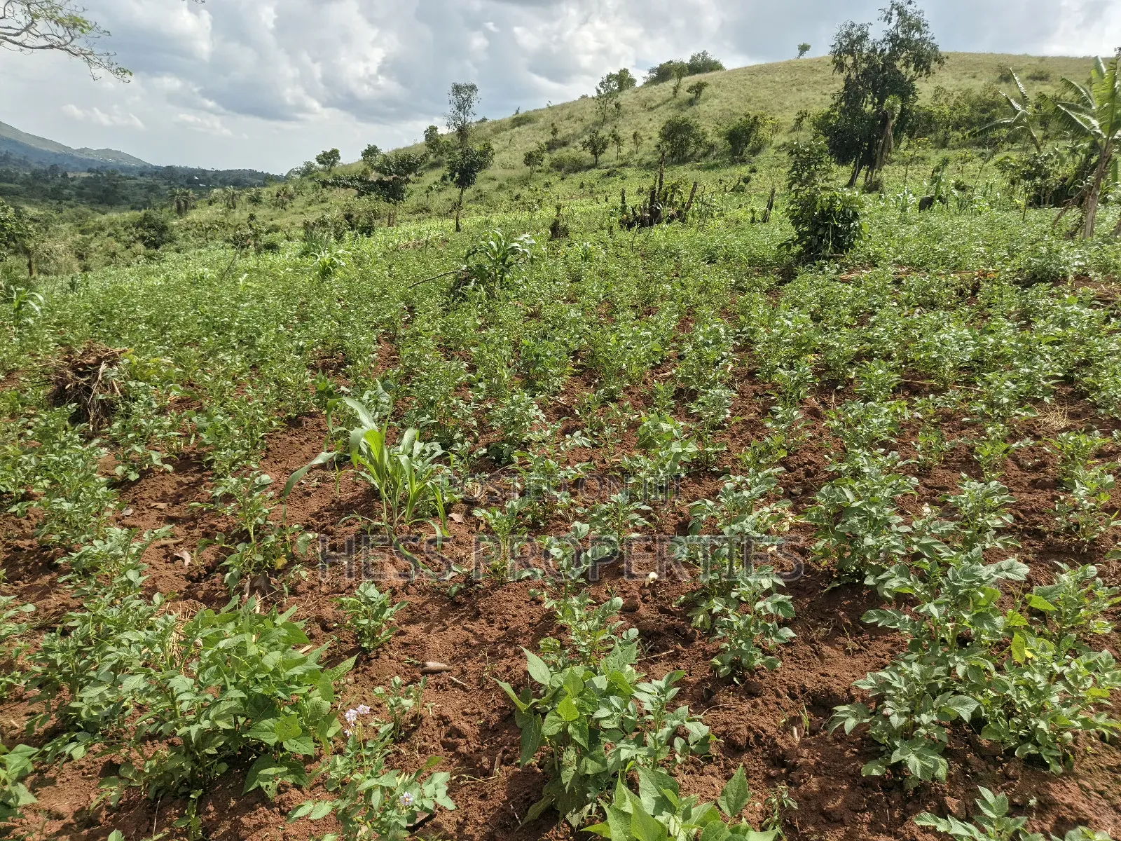 Grazing Land on Sale