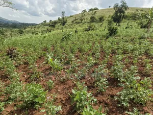 Grazing Land on Sale