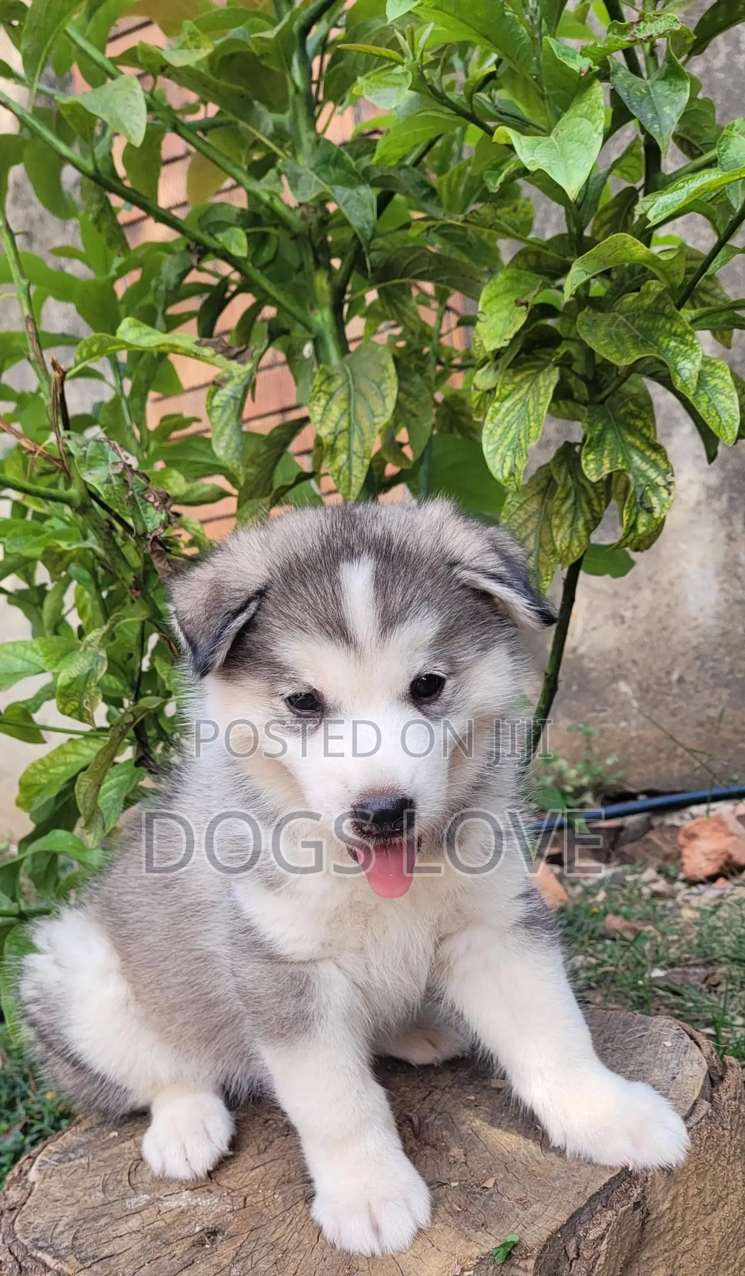 1-3 months Male Purebred Alaskan Malamute