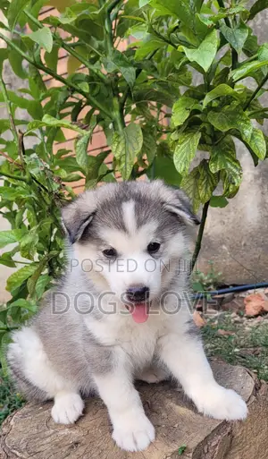 1-3 months Male Purebred Alaskan Malamute