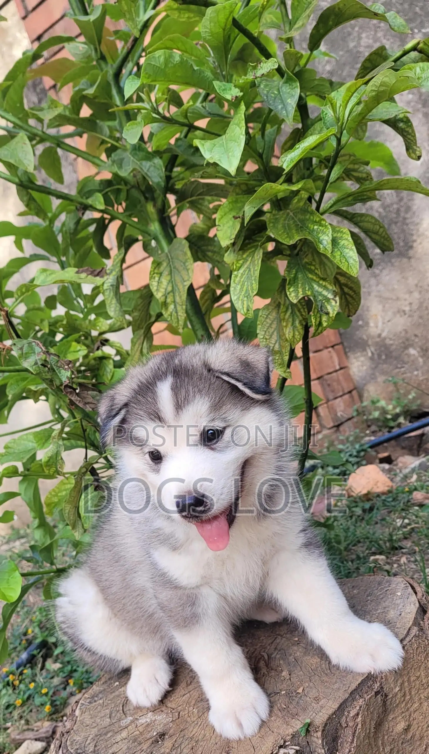 1-3 months Male Purebred Alaskan Malamute
