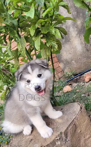 1-3 months Male Purebred Alaskan Malamute