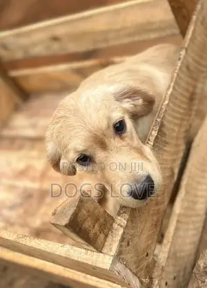 3-6 months Female Purebred Golden Retriever