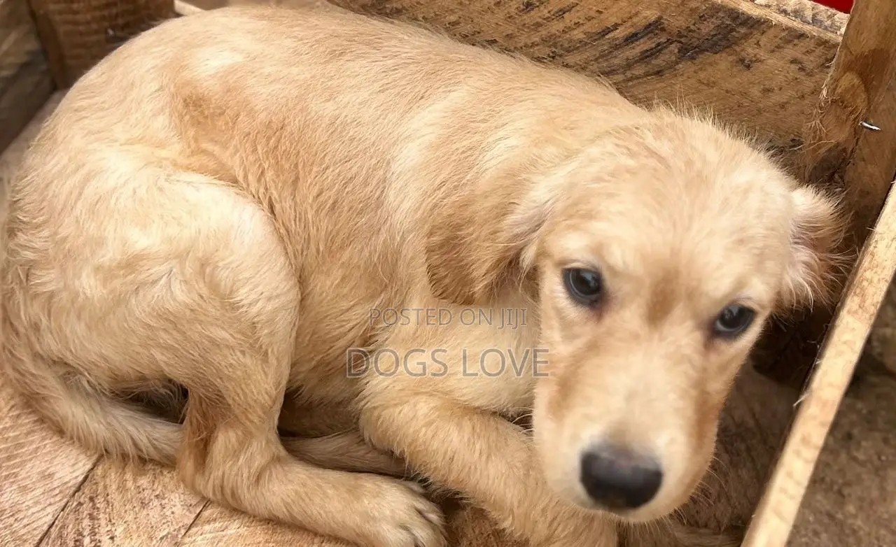 3-6 months Female Purebred Golden Retriever