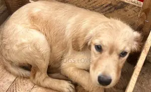 3-6 months Female Purebred Golden Retriever