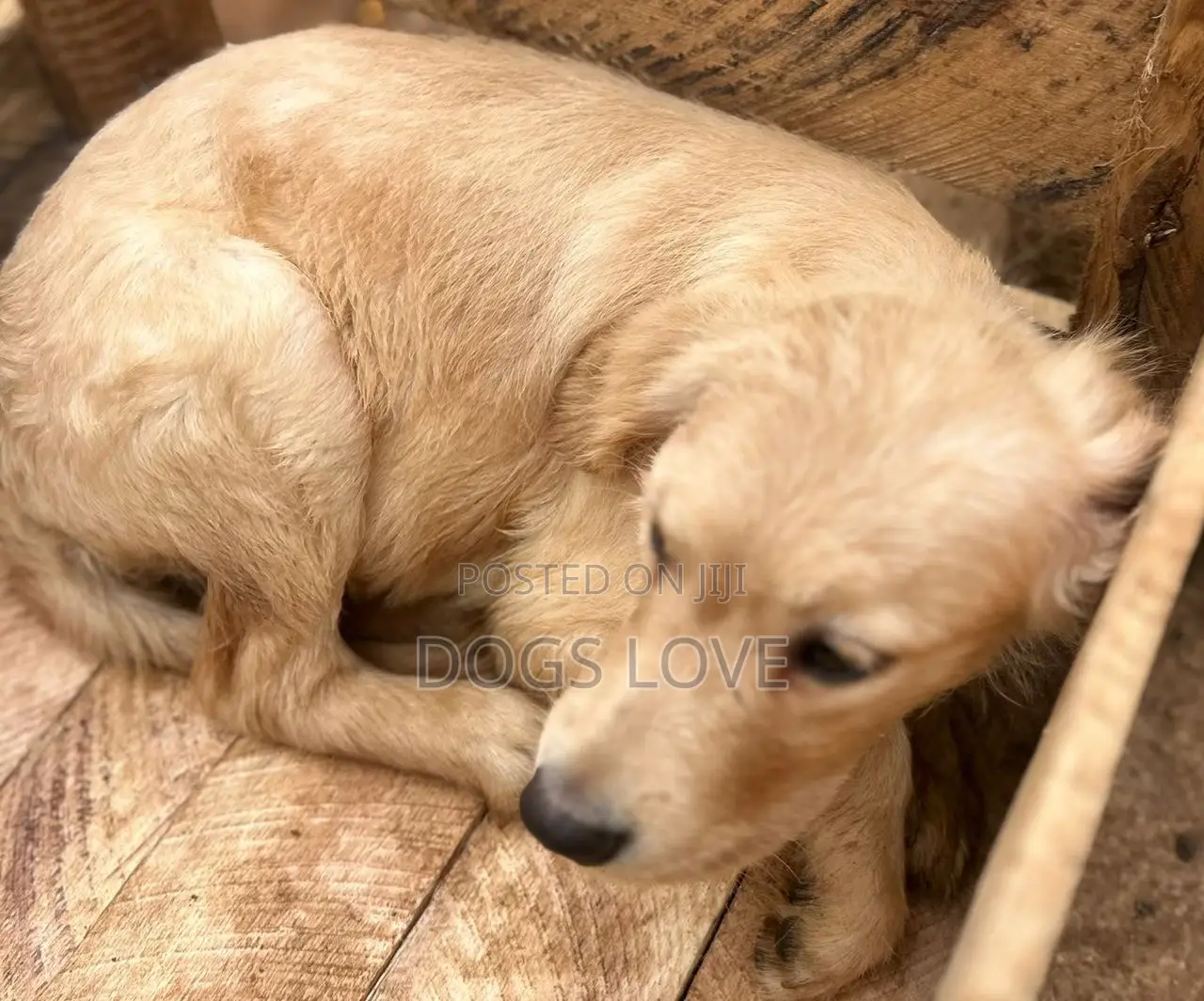 3-6 months Female Purebred Golden Retriever