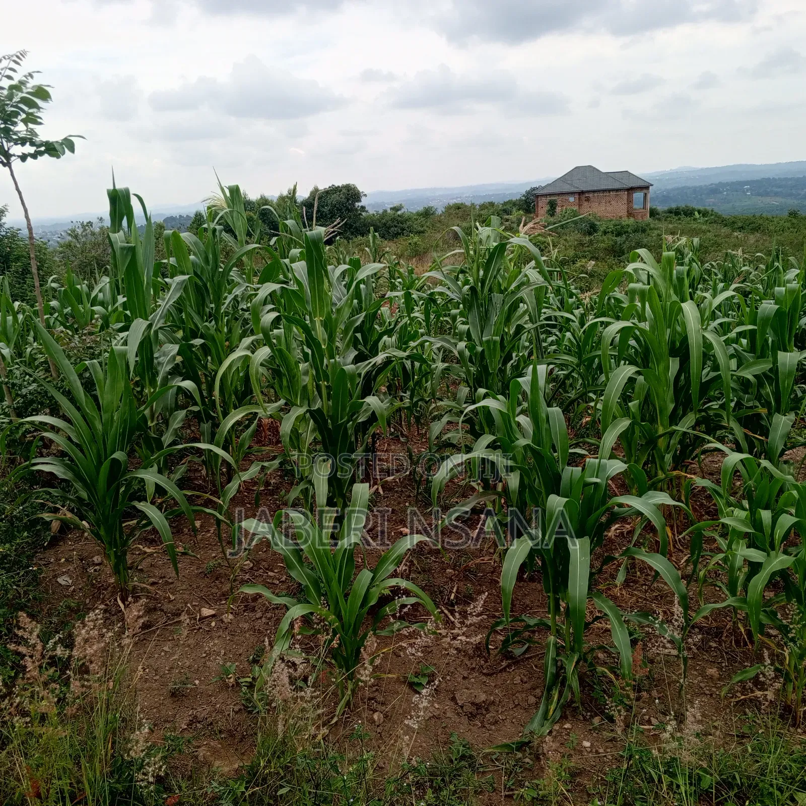 50 X 100 Gobero Kakiri