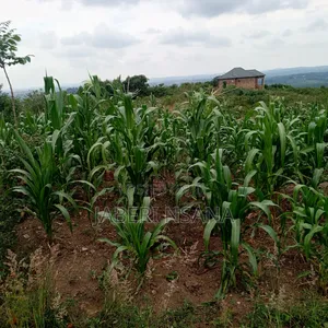 50 X 100 Gobero Kakiri