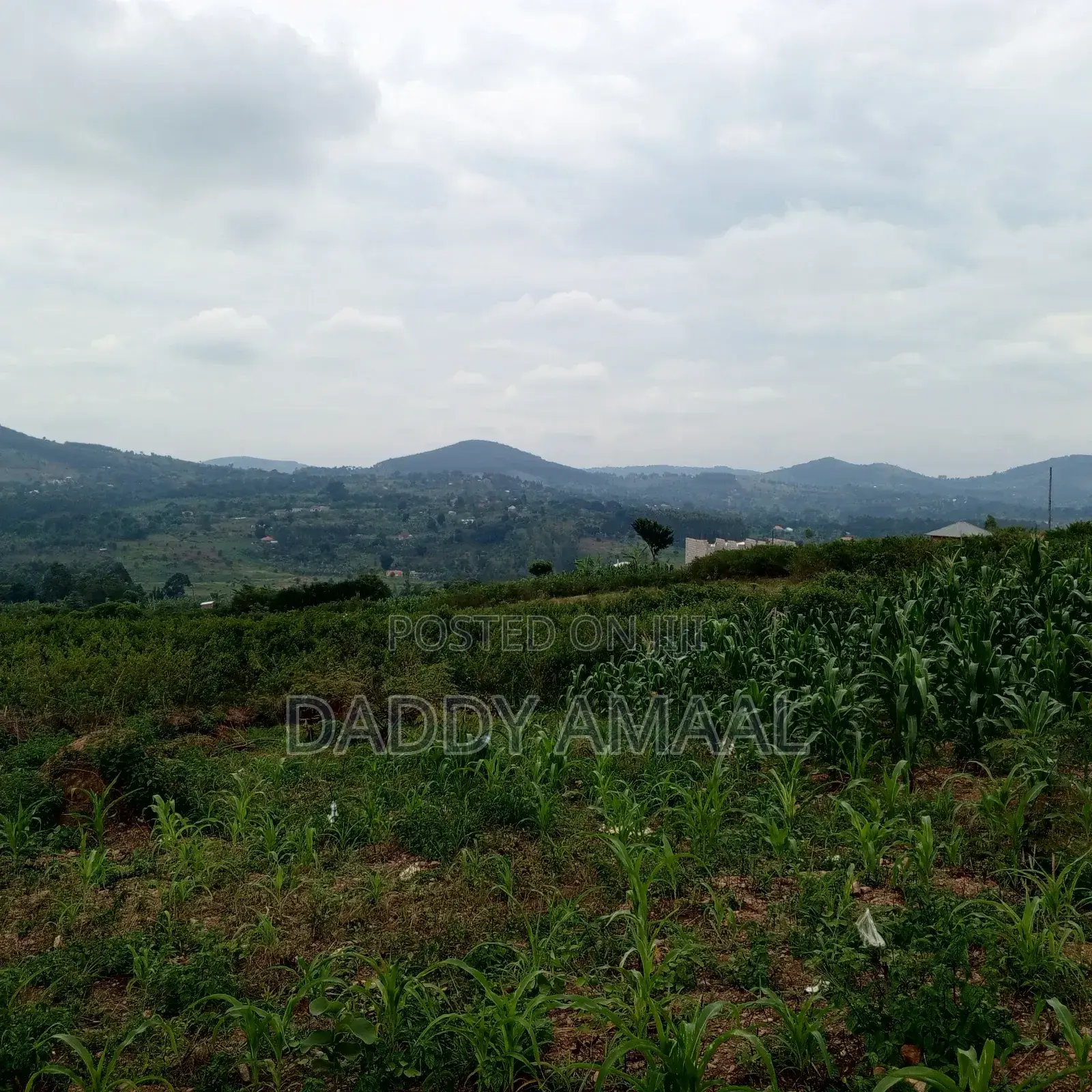 50 X 100 Gobero Kakiri