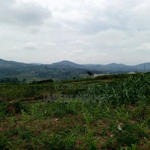 50 X 100 Gobero Kakiri