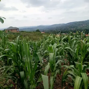50 X 100 Gobero Kakiri