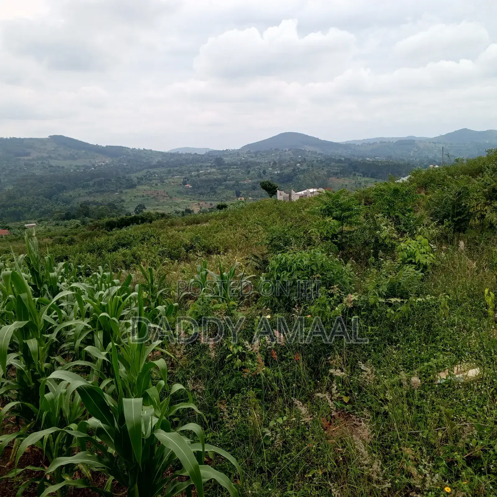 50 X 100 Gobero Kakiri