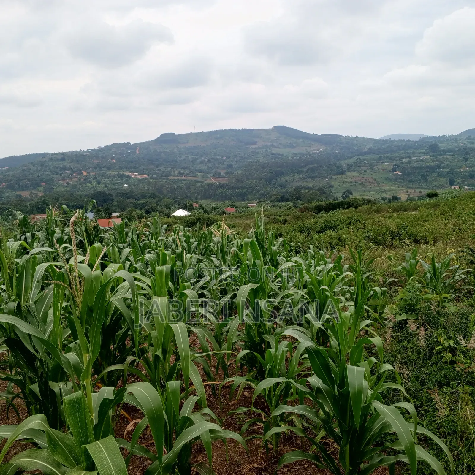 50 X 100 Gobero Kakiri