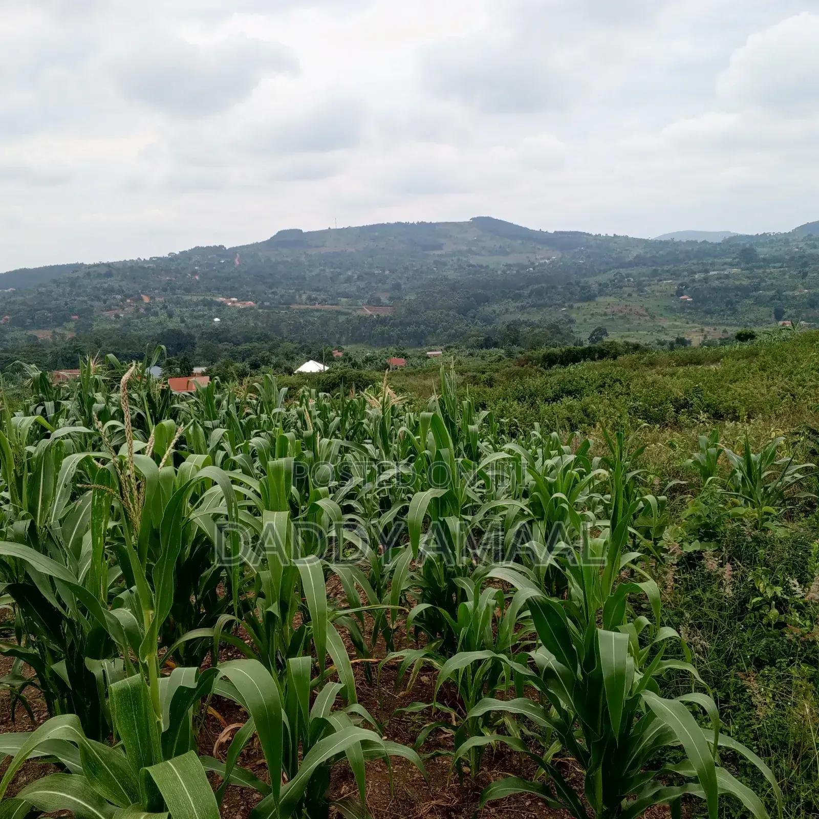 50 X 100 Gobero Kakiri