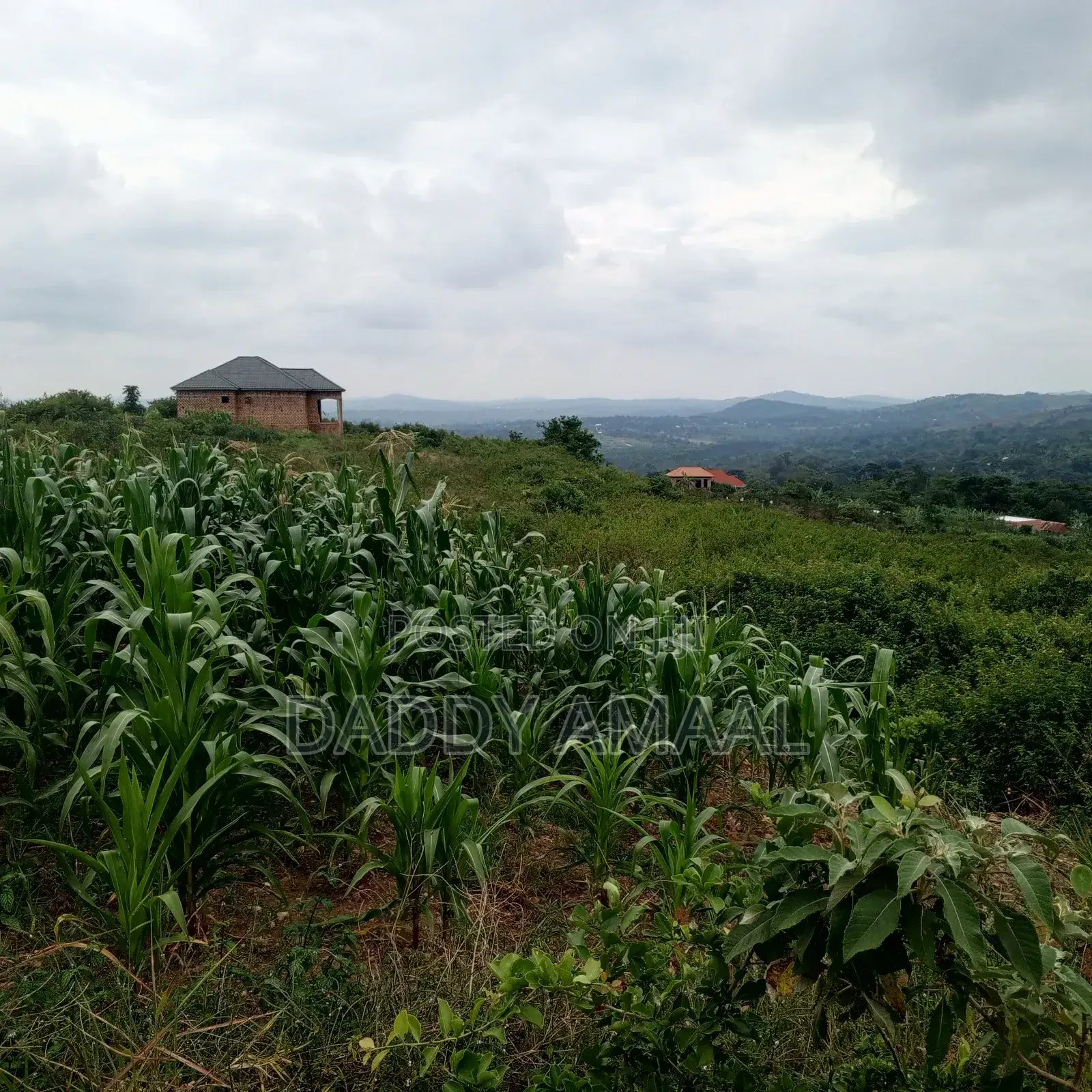 50 X 100 Gobero Kakiri