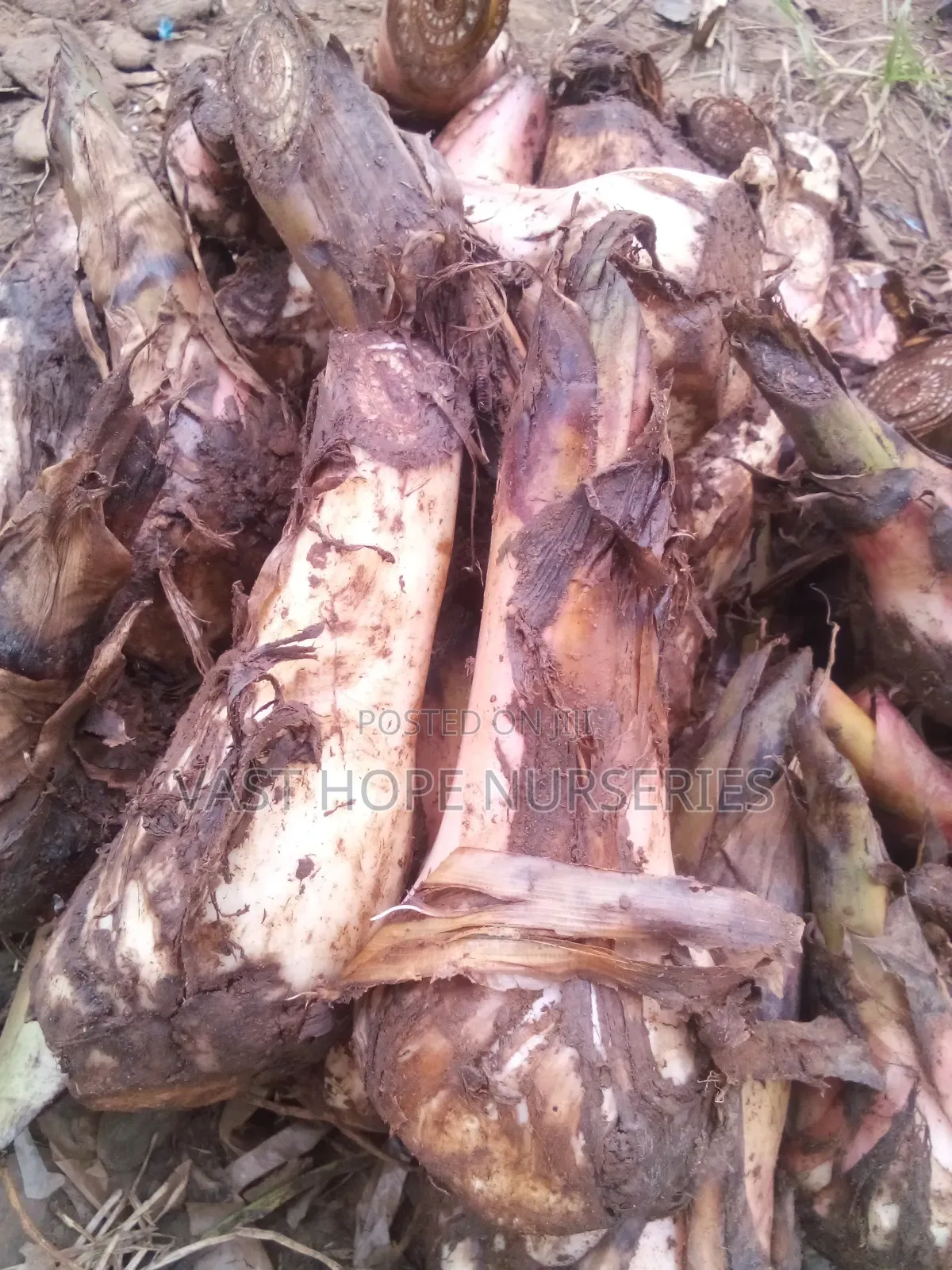 Gonja Banana Suckers