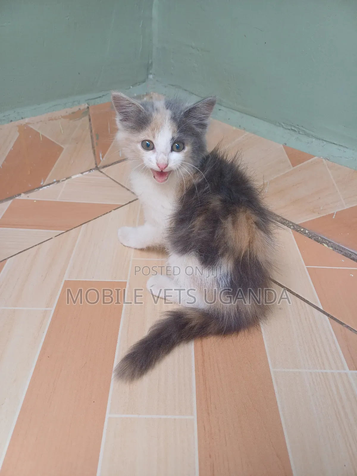 1-3 months Female Purebred Balinese