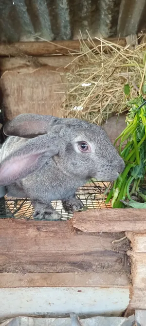 Exotic Flemish Giant Rabbits