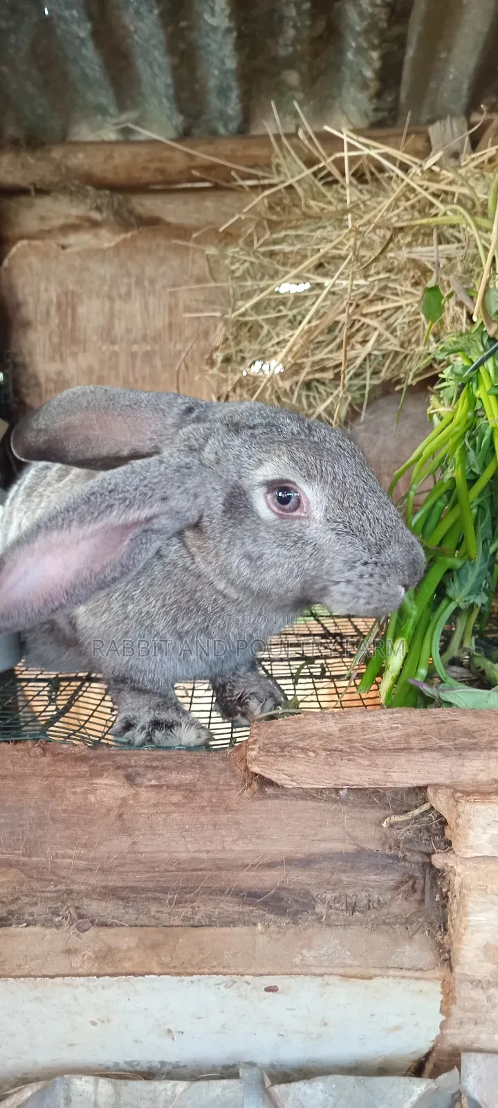 Exotic Flemish Giant Rabbits