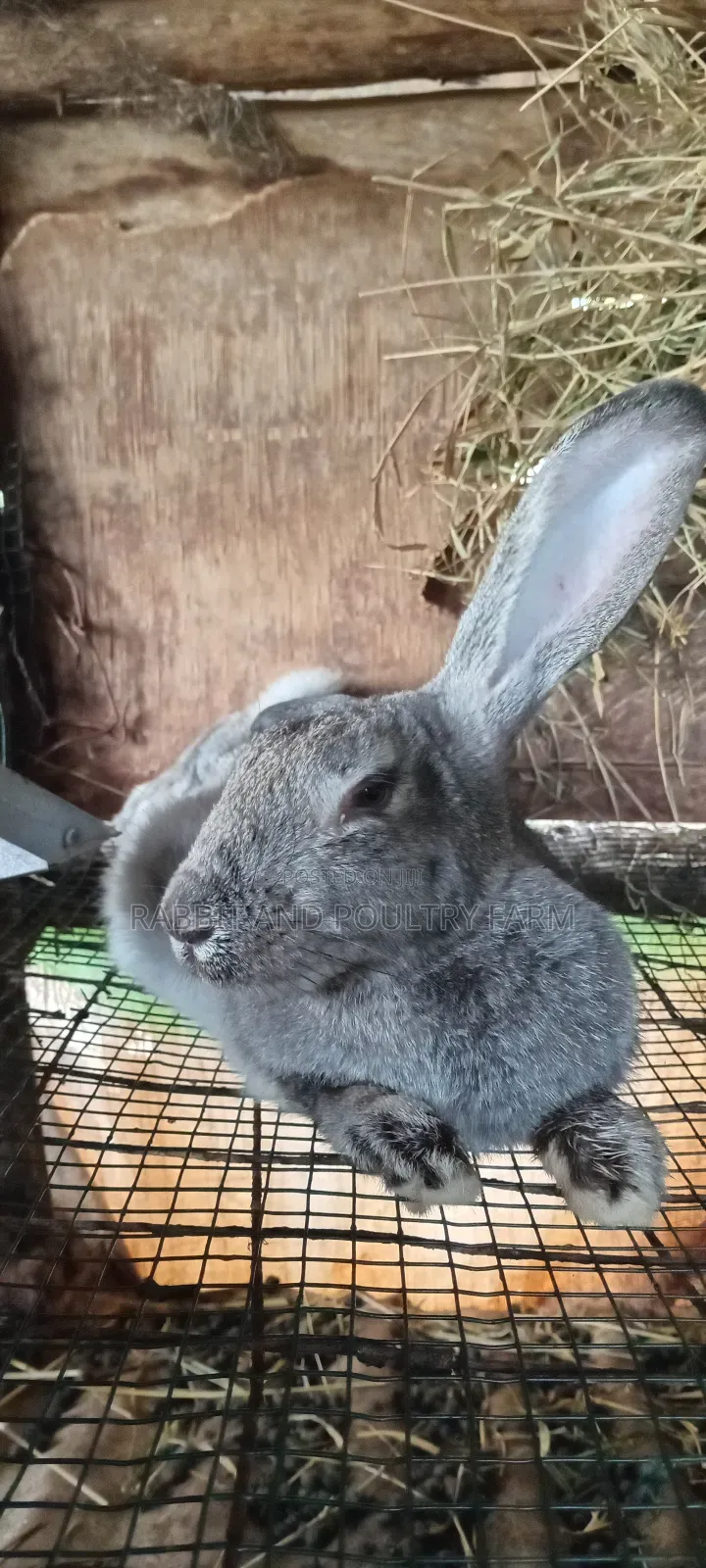 Exotic Flemish Giant Rabbits