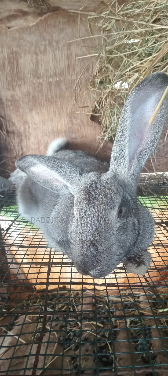Exotic Flemish Giant Rabbits