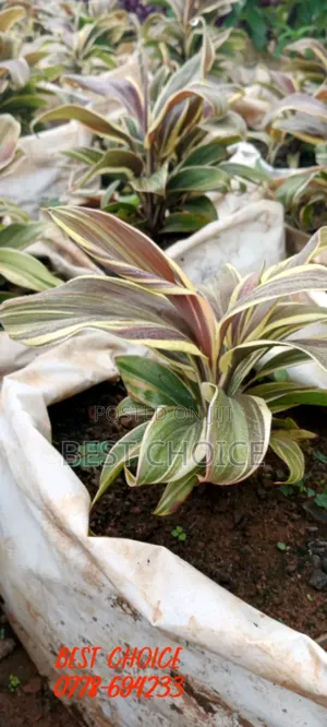 Cordyline the Ever Green Plant