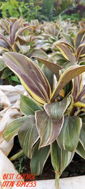 Cordyline the Ever Green Plant