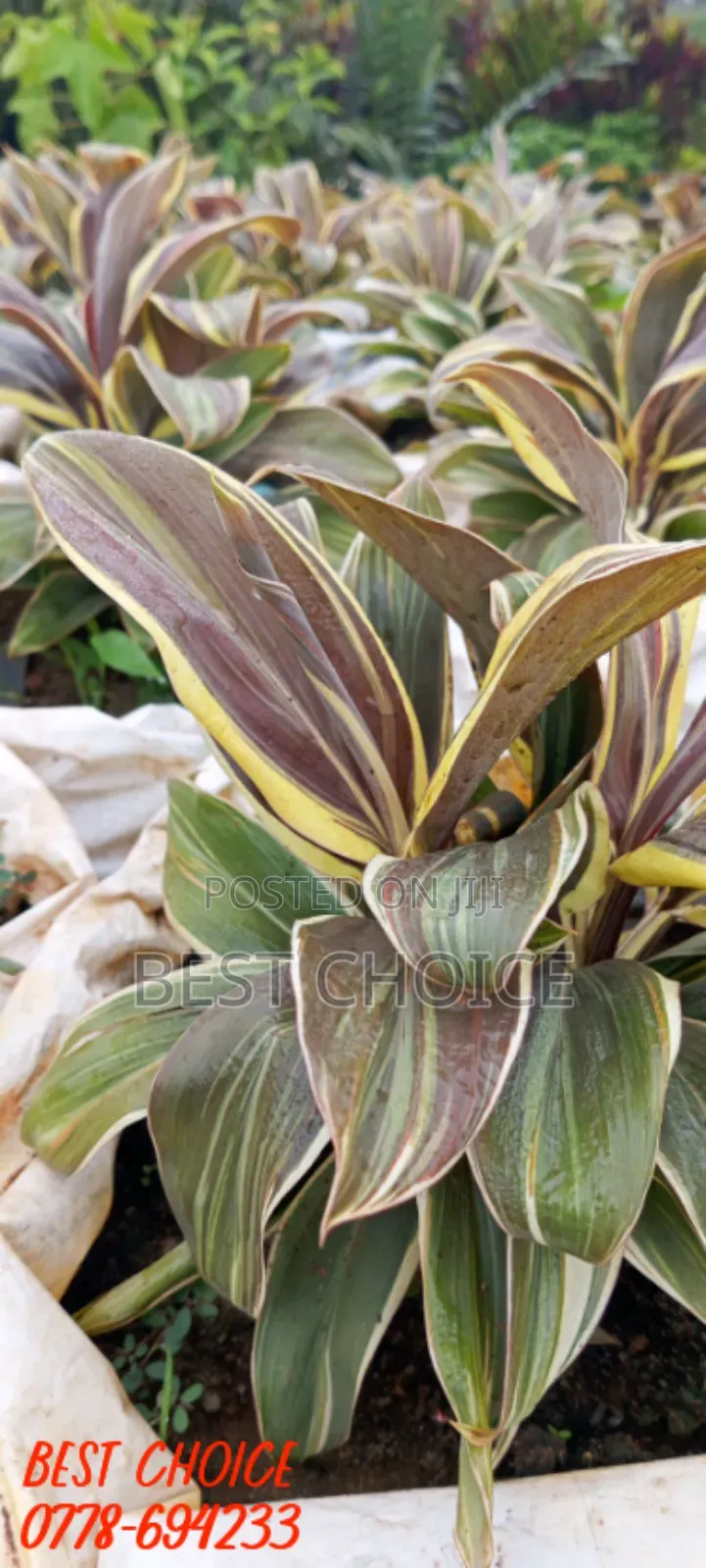 Cordyline the Ever Green Plant