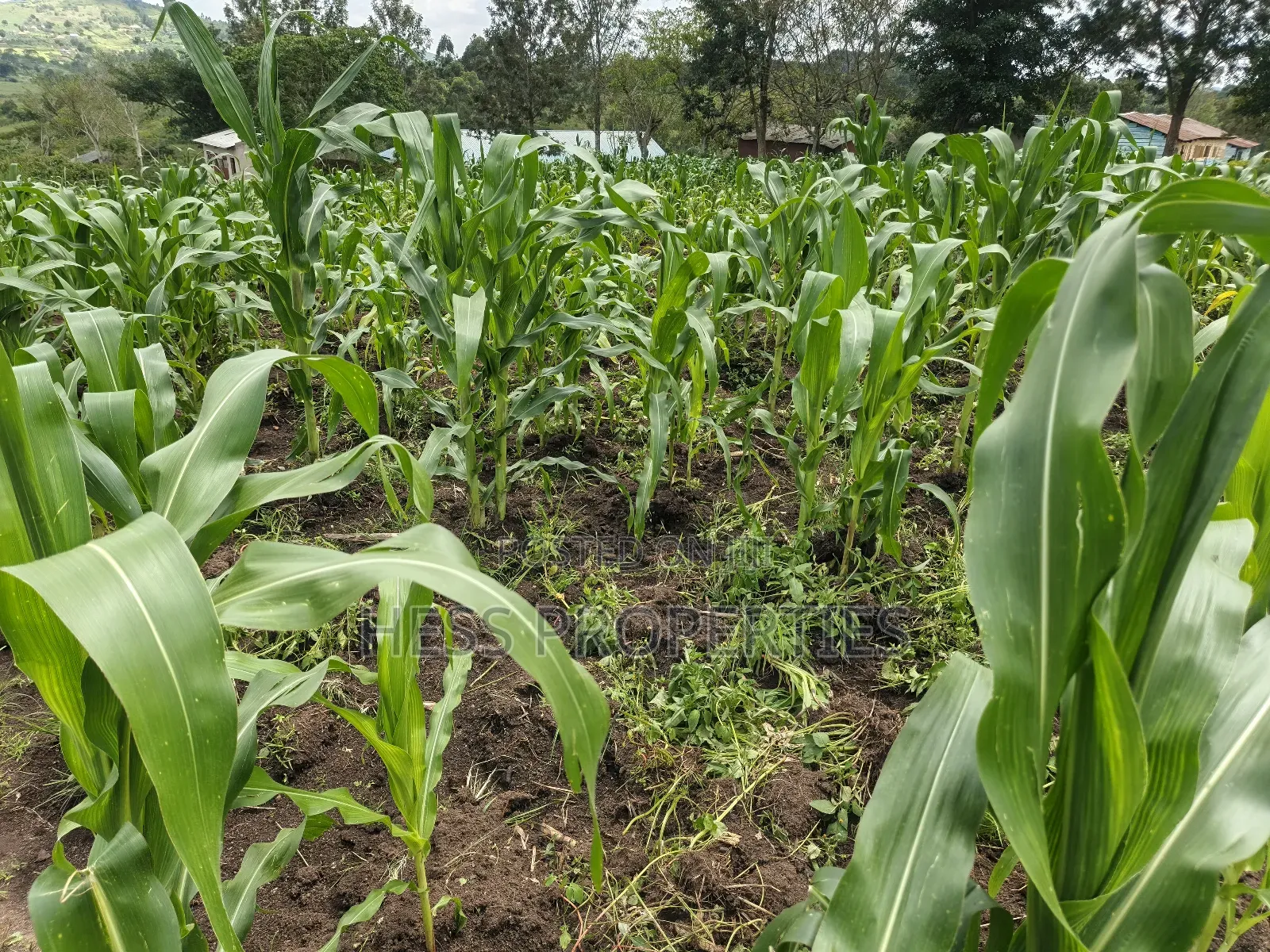 Commercial Land on Sale