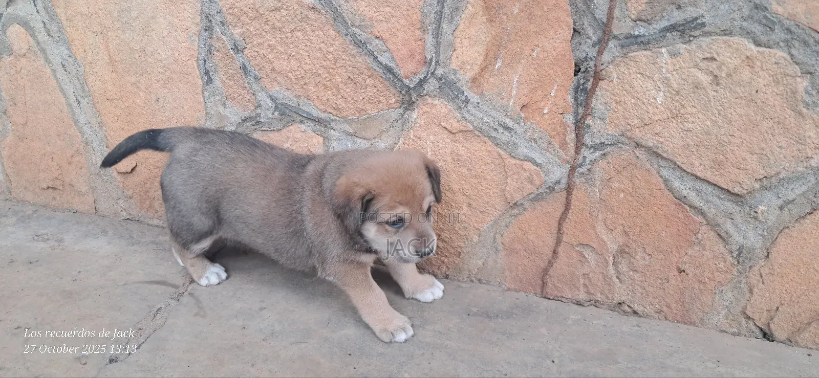 1-3 months Female Mixed Breed Dog