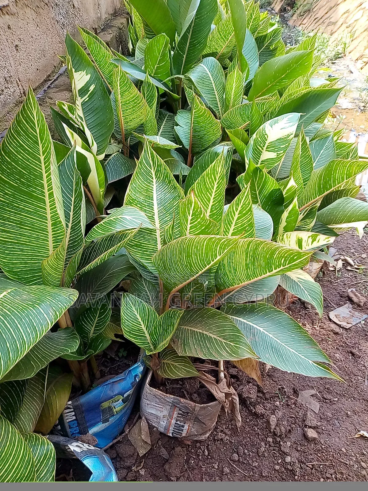 Indoor Plants