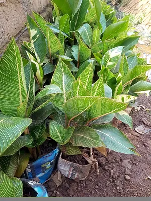 Indoor Plants