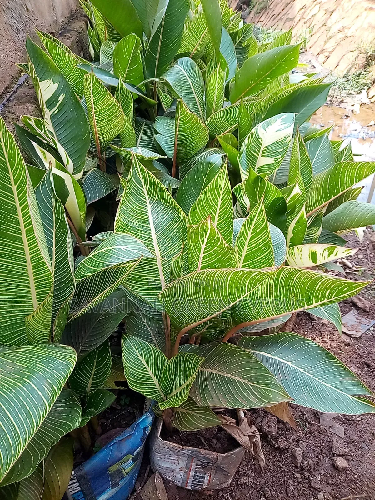 Indoor Plants