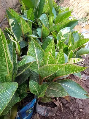 Indoor Plants