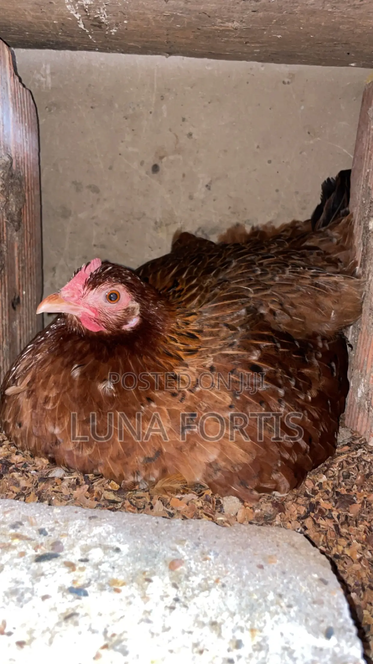 Chicken for Sale