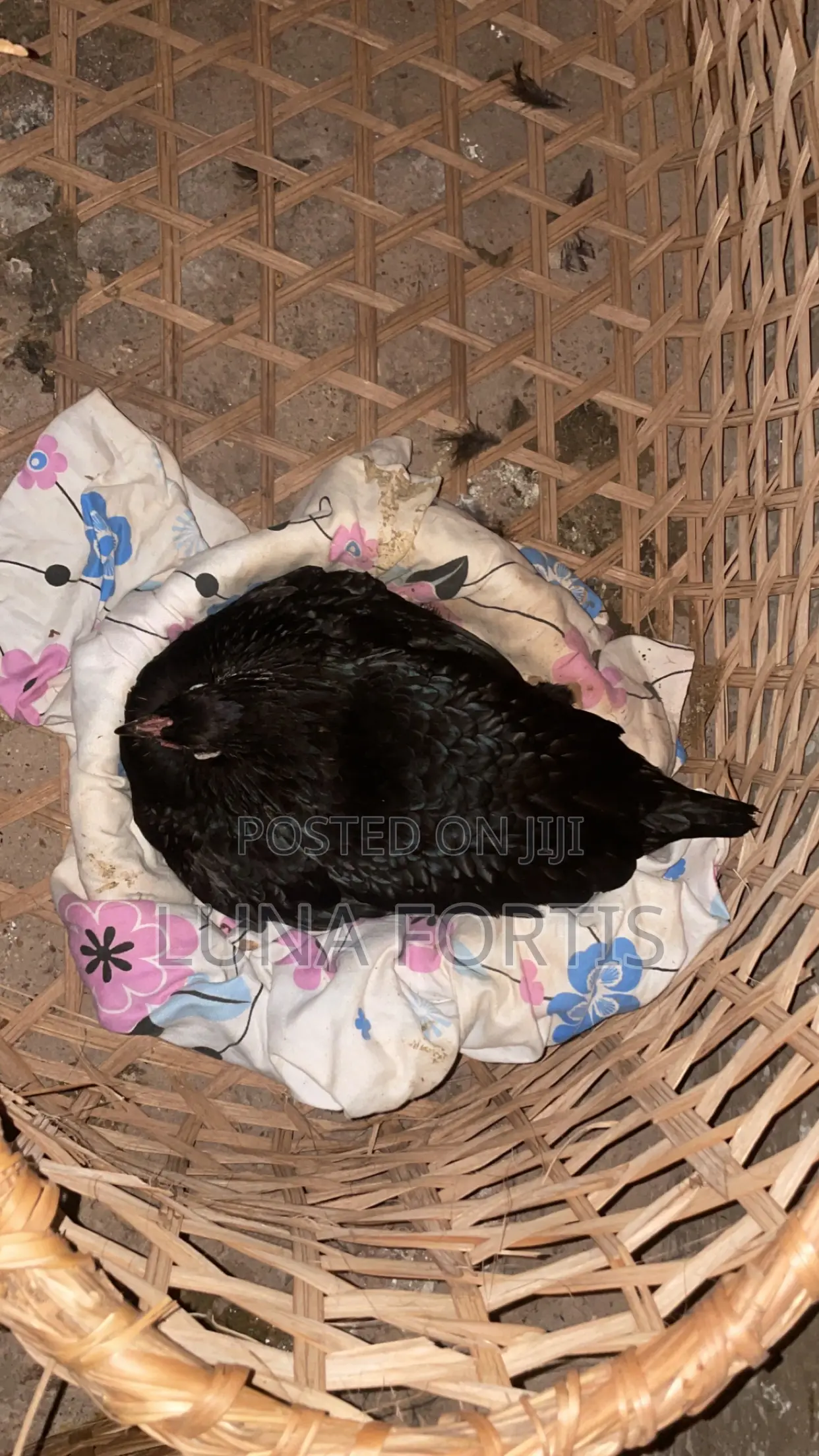 Chicken for Sale