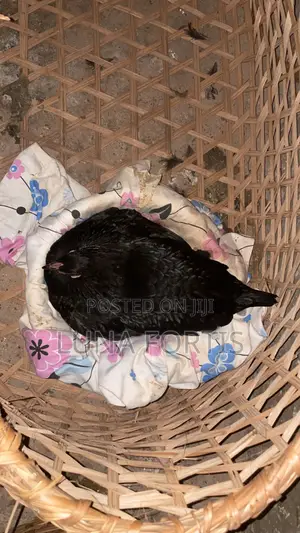 Chicken for Sale