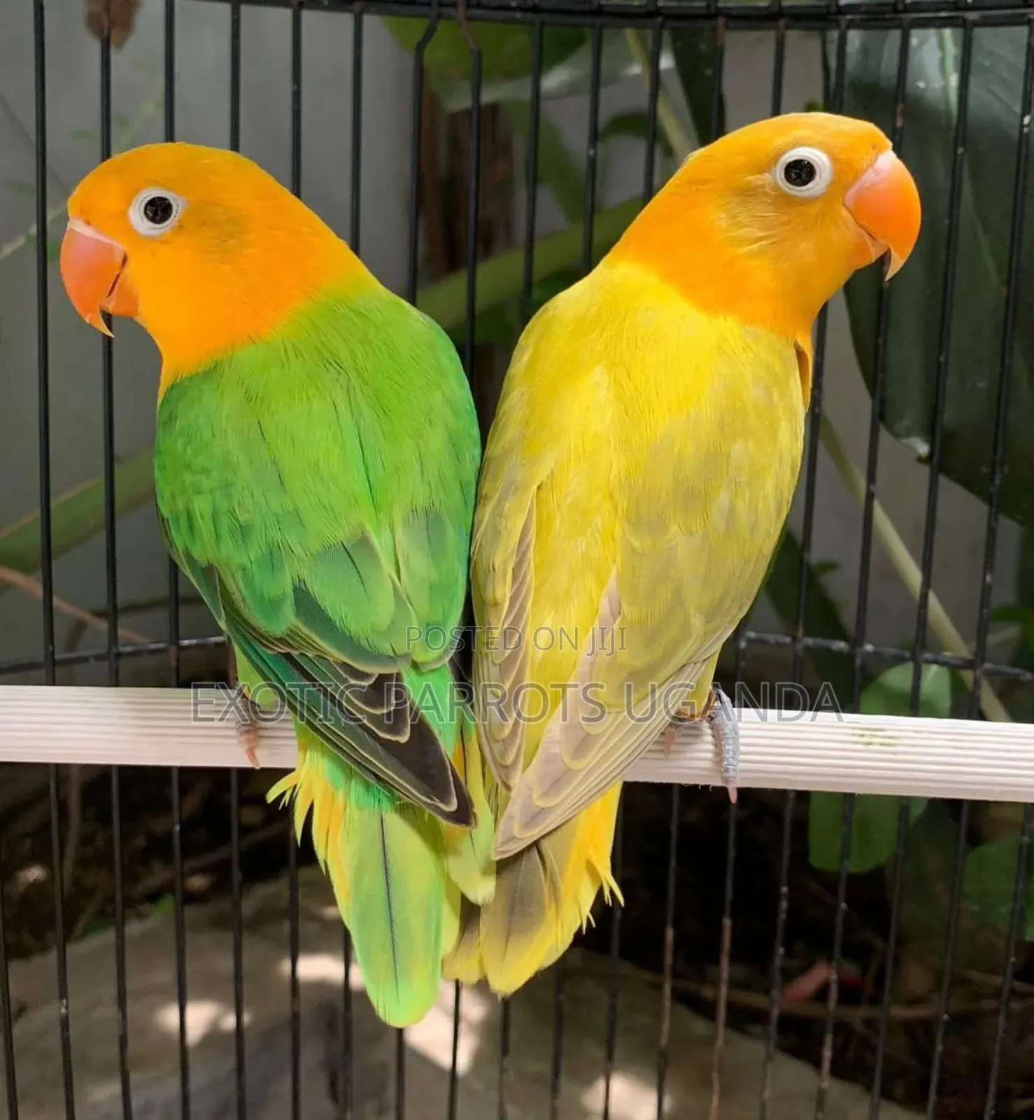 Birds Pets