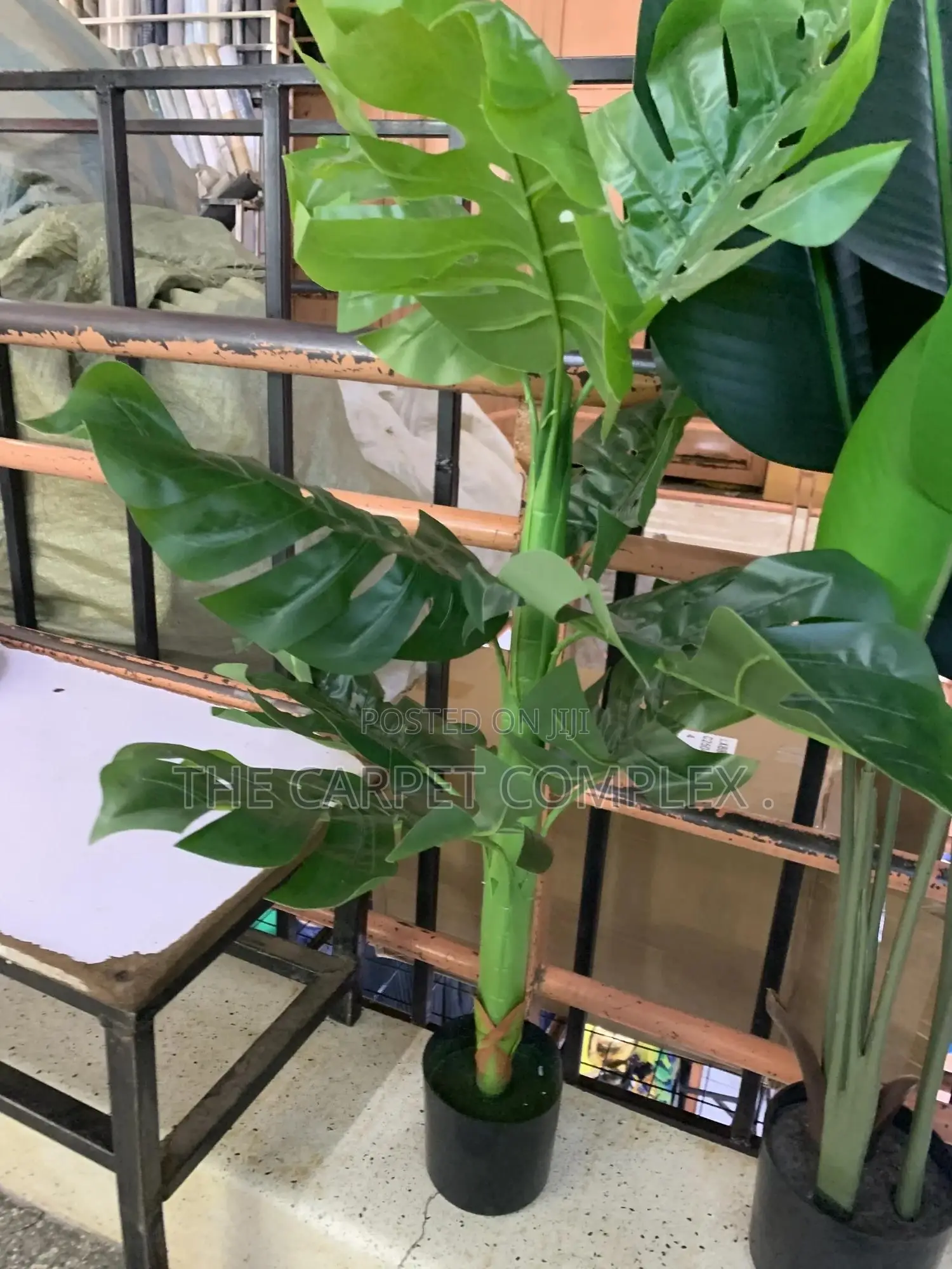 Indoor Plants and Pots